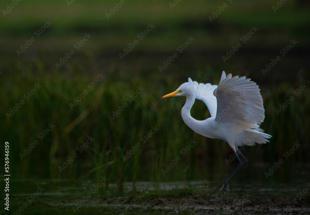 Fototapeta premium egret