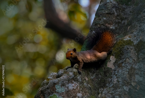 squirrel in the tree