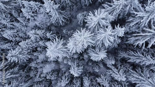 snow covered branches of pine