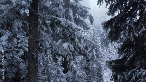 snow covered trees