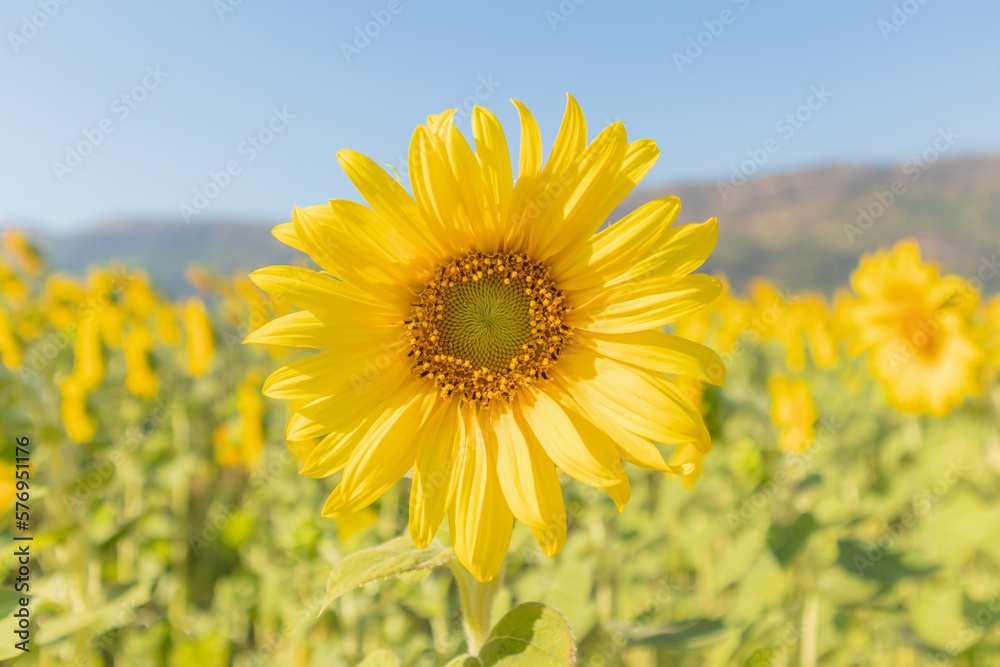 Yellow Sunflower blooming field natural background