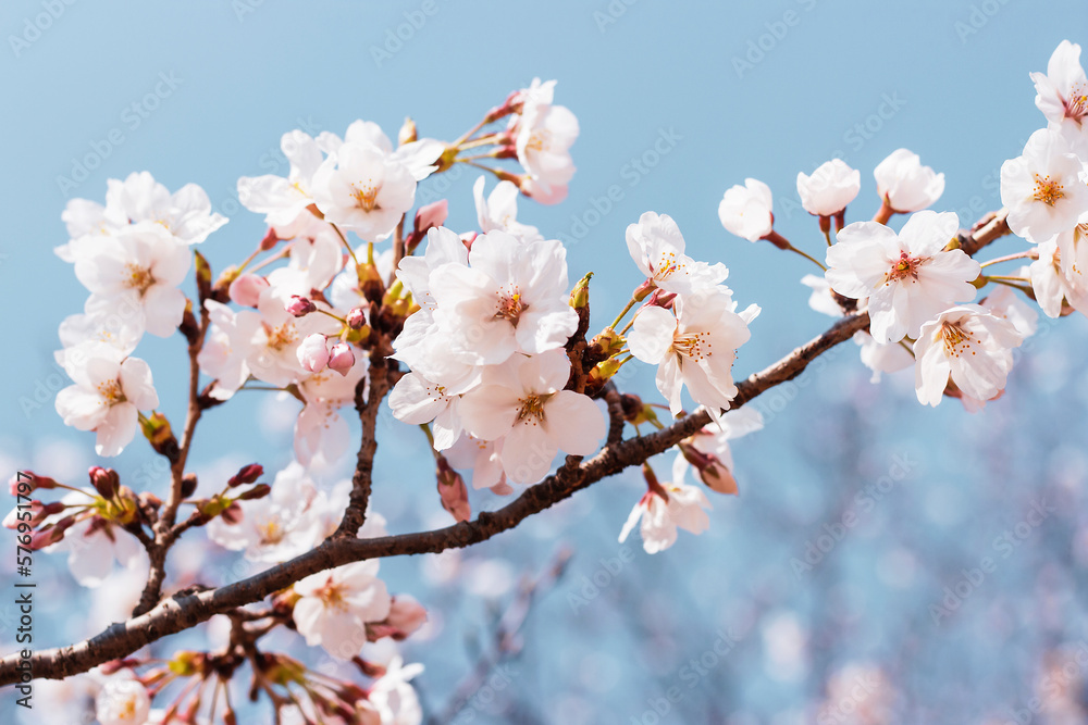Branches of blossoming sakura against sky, beautiful spring background.