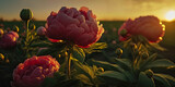 beautiful Peony flowers in a green field on a sunny day. Warm lighting. AI-Generated