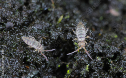 Entomobrya species springtails. They are tiny creatures that are pests of, among other things, flowers grown in homes. Two specimens on soil in a pot. photo