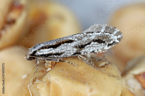 Archinemapogon yildizae, moth of the family Tineidae known as fungus moths or tineid moths. The larvae feed on bracket fungus, either Fomes or Piptorus which grows on birch (Betula). photo