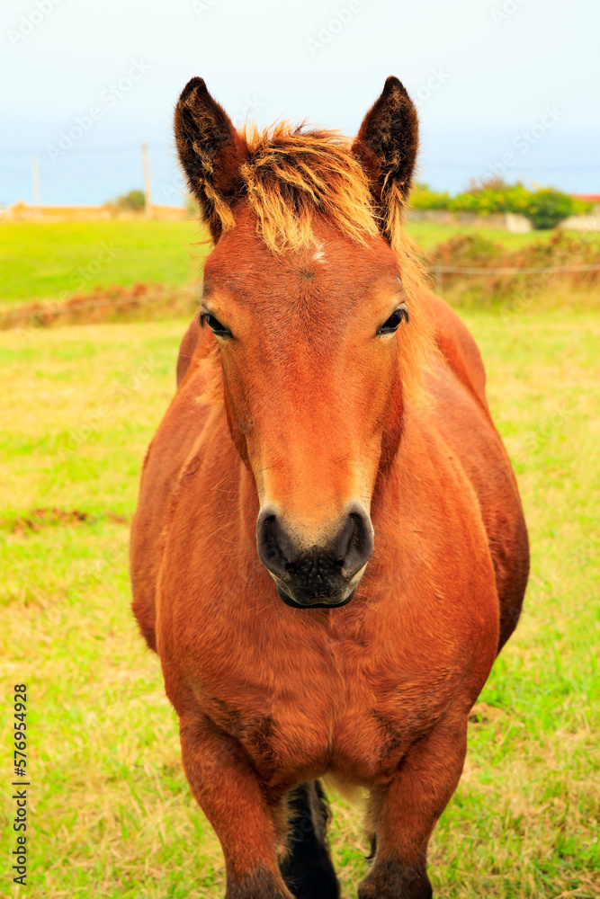 Portrait. Bay beautiful horse