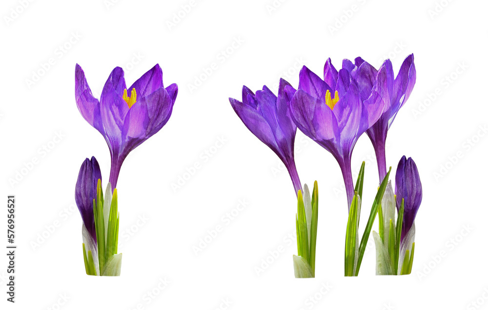 Fotobehang Krokus Set of purple crocus flowers and leaves isolated on white or transparent background #576956521