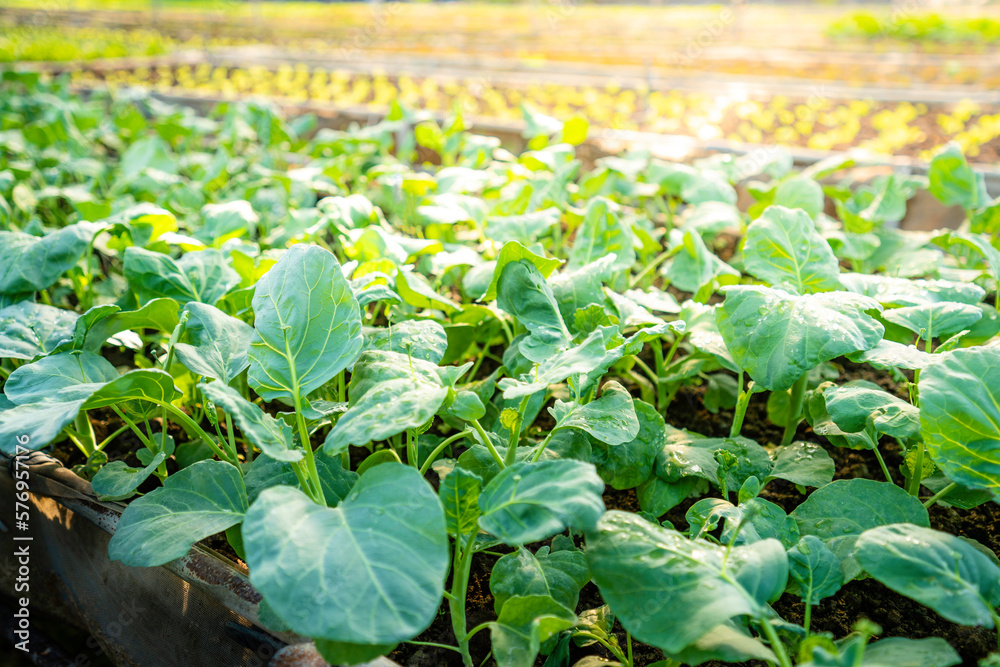 organic vegetable garden Growing vegetables naturally without harmful chemicals and pesticides organic vegetable garden Growing vegetables naturally without harmful chemicals and pesticides