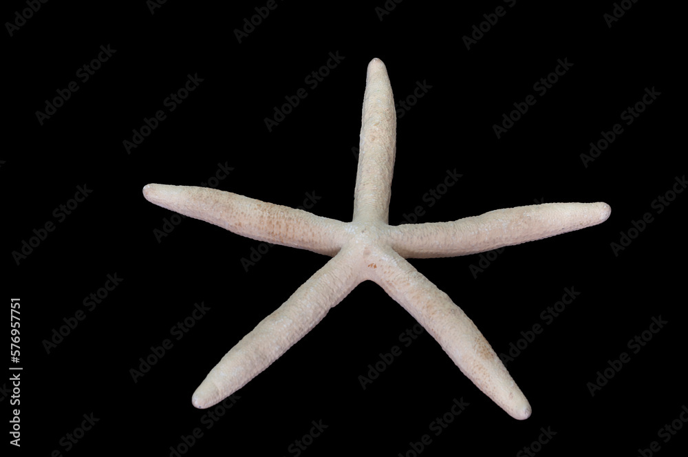 Linckia laevigata (sometimes called the Linckia laevigata (sometimes called the