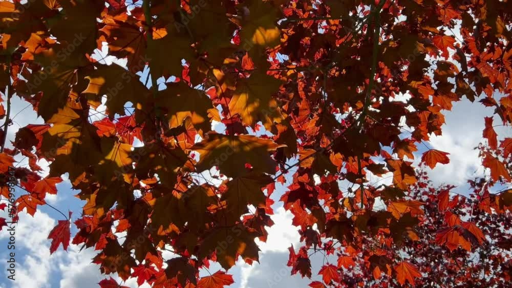 Autumn leaves swaying in the wind with sunlight Autumn leaves swaying in the wind with sunlight