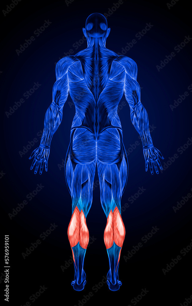 Calf Muscle Gastrocnemius Plantar Anatomy Muscle Xray Stock