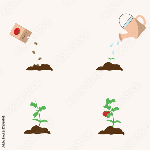 Illustration of tomato growth stages. Tomato grown in the garden. Tomato seeds.Vector illustration.