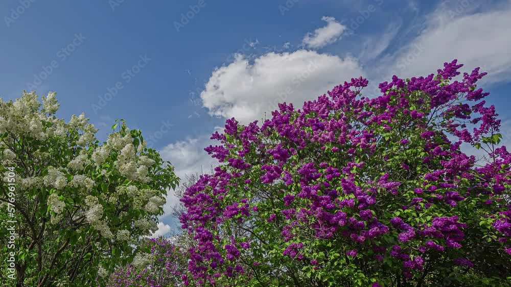 Colorful purple and white flowers in small trees moving. Close-up timelapse Colorful purple and white flowers in small trees moving. Close-up timelapse