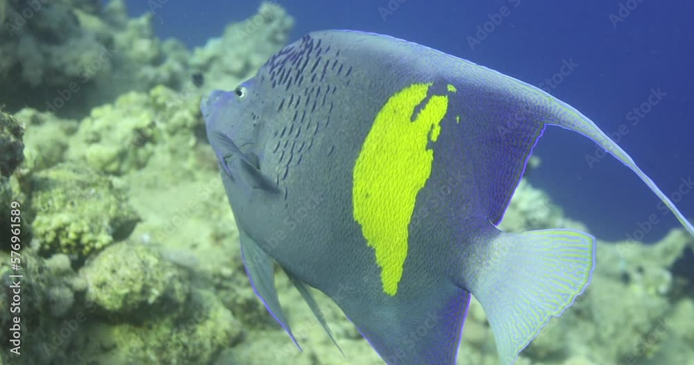 Arabian Angle Fish in The Coral Reef of The Red Sea of Egypt ...