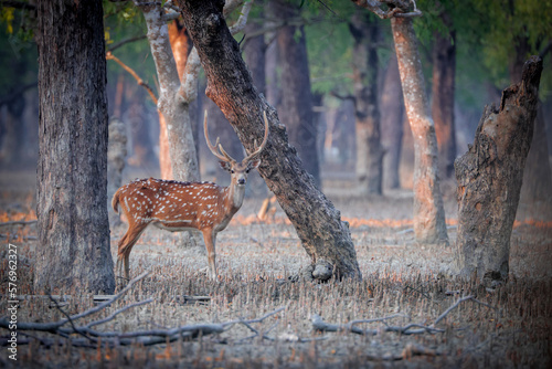 Obraz na płótnie Wild chital, also known as spotted deer, chital deer, and axis deer, is a deer species native to the Indian subcontinent