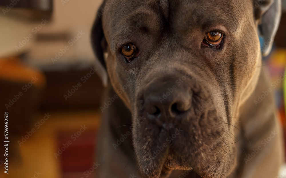 Portrait of a sad sitting gray Cane Corso dog Portrait of a sad sitting gray Cane Corso dog