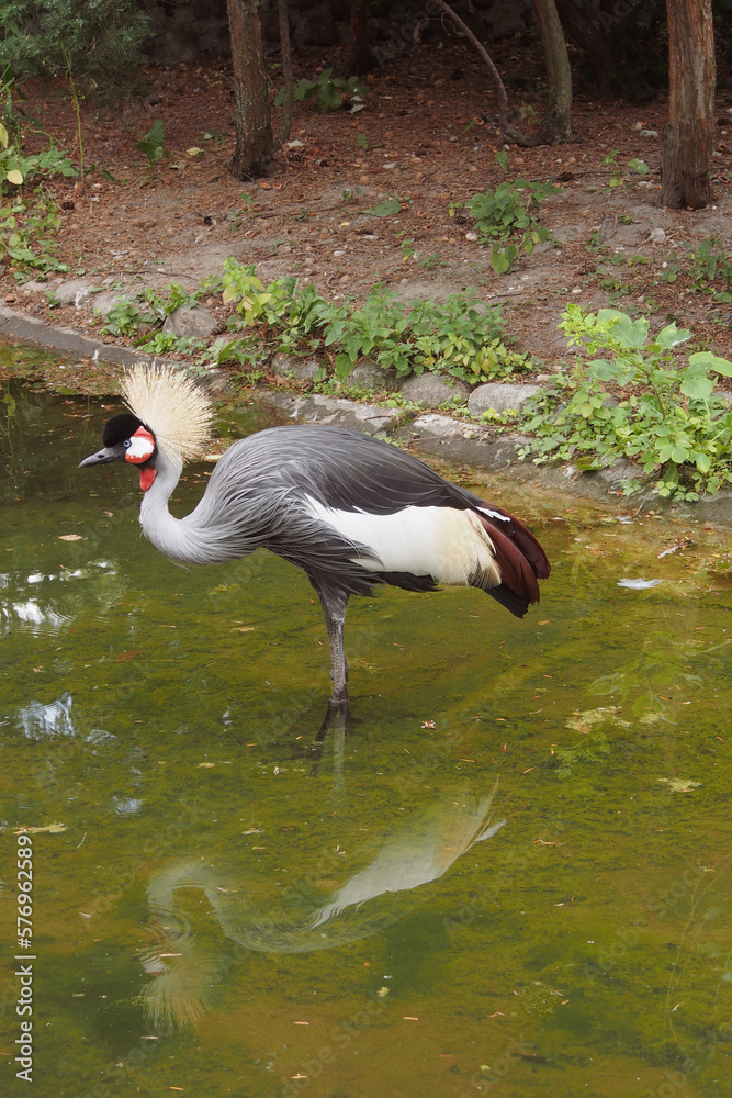Naklejka premium Polish zoo and colorful bird