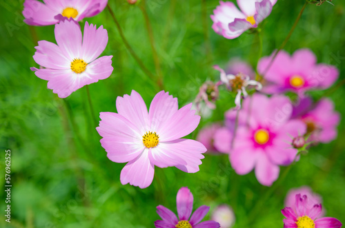 In summer, there are a variety of flowers to admire