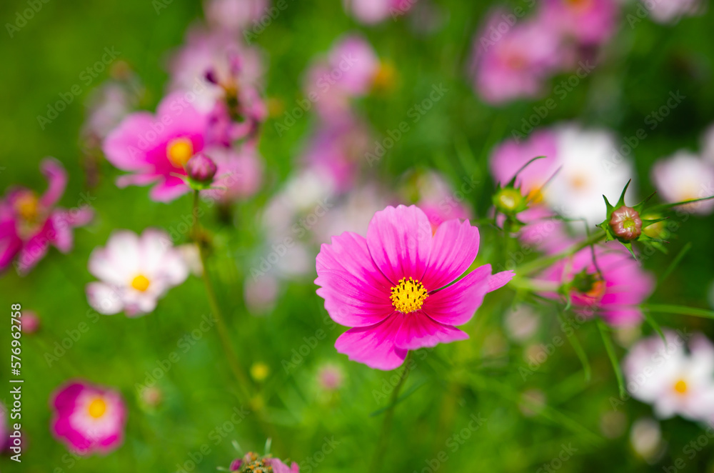 In summer, there are a variety of flowers to admire In summer, there are a variety of flowers to admire