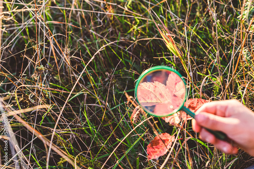 Fotografia Young naturalist boy scout looking through magnifying glass at plants and grass