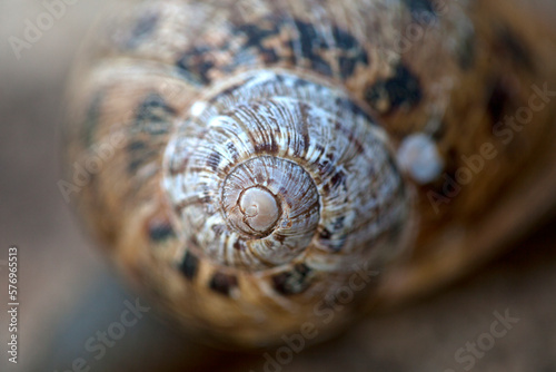 A snail in Villaluenga del Rosario, Sierra de Grazalema Natural Park, Cadiz province, Andalusia, Spain photo