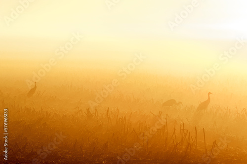 Sandhill Cranes sunrise silhouette photo