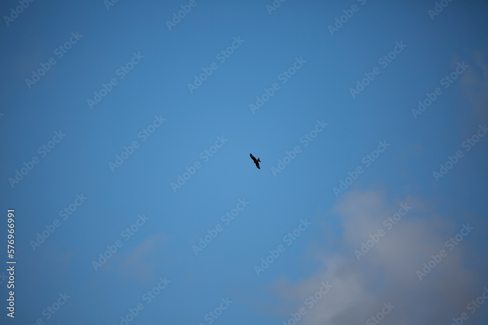 Bird in the blue sky. Rhoen Mountains, Germany Bird in the blue sky. Rhoen Mountains, Germany