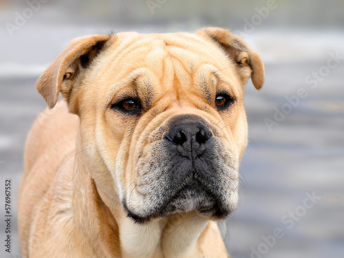 Beautiful and powerful dog ca de bou outdoors photo