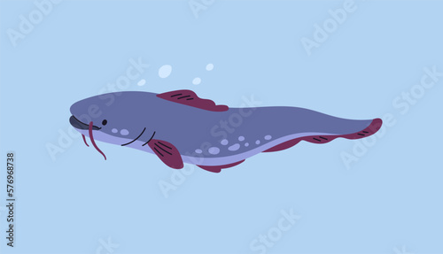 Wels catfish swimming in river water. Freshwater fish with barbels in lake underwater. Sheatfish side view, floating in aqua. Flat vector illustration