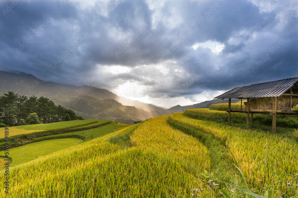 Paddy rice terraces with ripe yellow rice. Agricultural fields in countryside area of Mu Cang Chai, Yen Bai, mountain hills valley in Asia, Vietnam. Nature landscape background