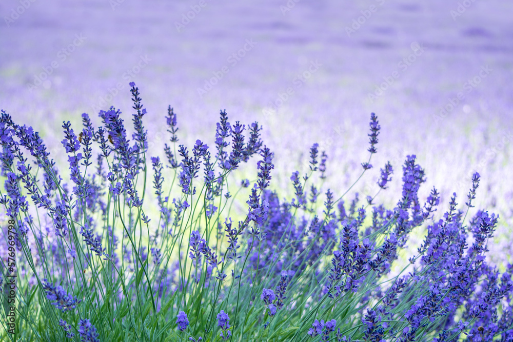 Naklejka premium Lavender field