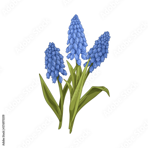 Blossomed Muscari flowers, retro botanical drawing. Grape hyacinth, vintage f...