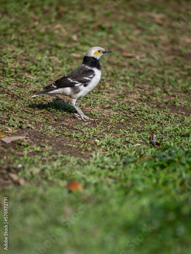 a white wagtail standing on ground