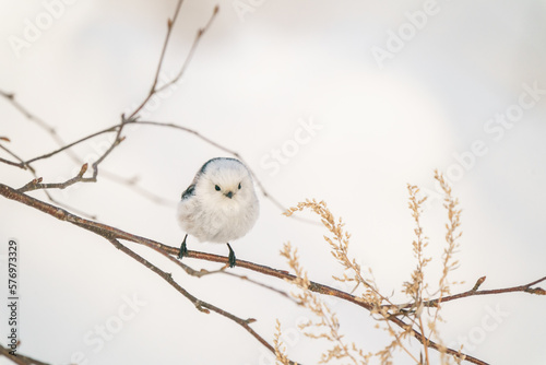 雪原に現れた妖精の小鳥 １２
