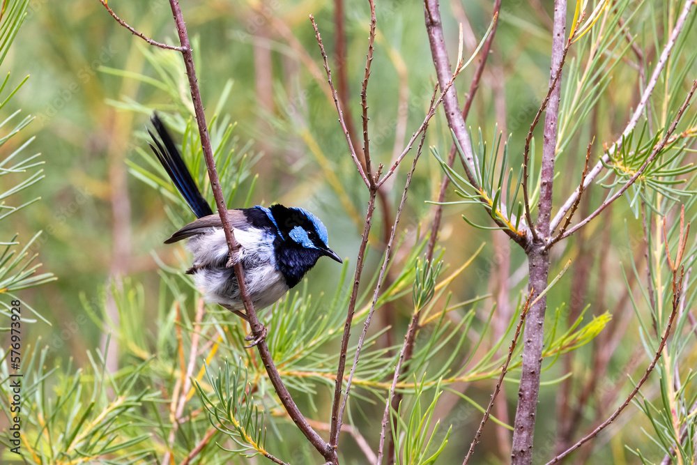 Obraz premium Adult male Superb fairy wren, malurus cyaneus, against foliage background with space for text. Healesville, Victoria, Australia