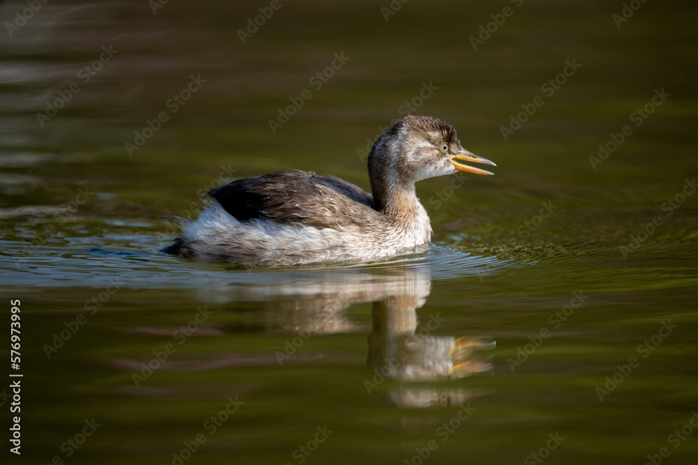 a swimming grebe in the pond a swimming grebe in the pond
