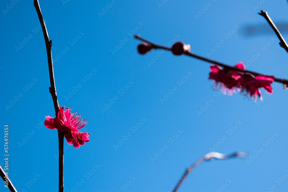 Japanese apricot flowers against the blue sky 2 Japanese apricot flowers against the blue sky 2