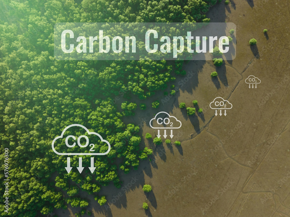 Carbon capture concept. Natural carbon sinks. Mangrove trees capture ...