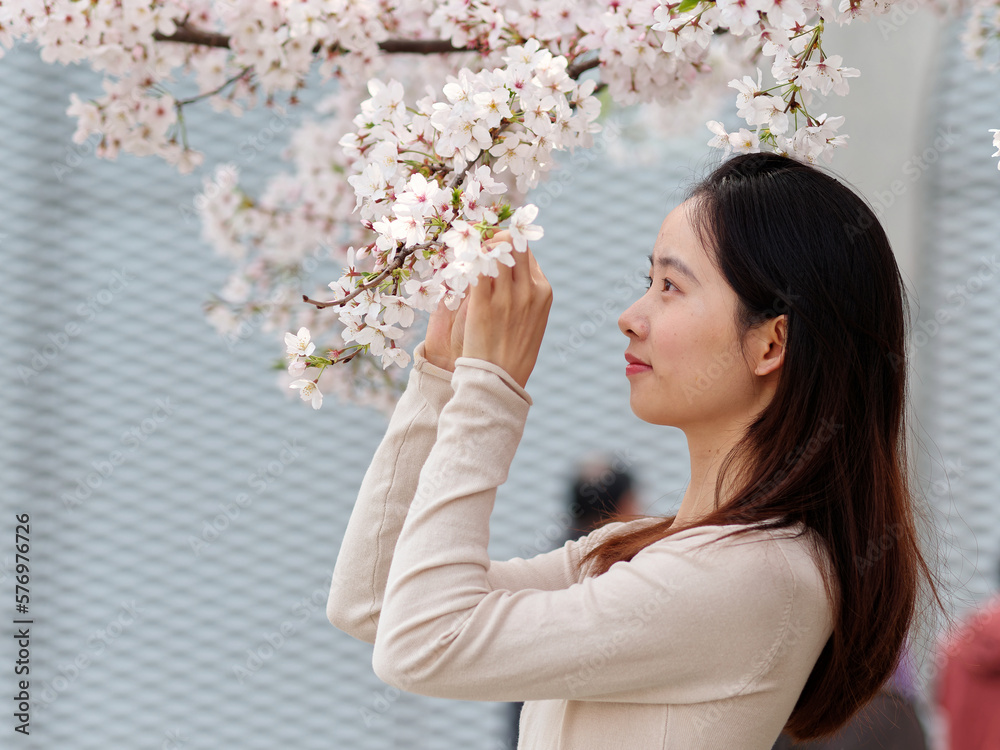 Outdoor portrait of beautiful young Chinese girl posing with blossom white cherry flowers background in spring garden, beauty, summer, emotion, lifestyle, expression and people concept. Outdoor portrait of beautiful young Chinese girl posing with blossom white cherry flowers background in spring garden, beauty, summer, emotion, lifestyle, expression and people concept.