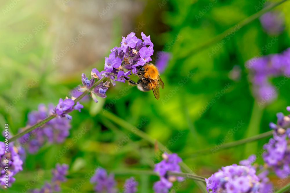 Insect bee close-up on lavender flowers .Summer photo .Desktop wallpaper Insect bee close-up on lavender flowers .Summer photo .Desktop wallpaper