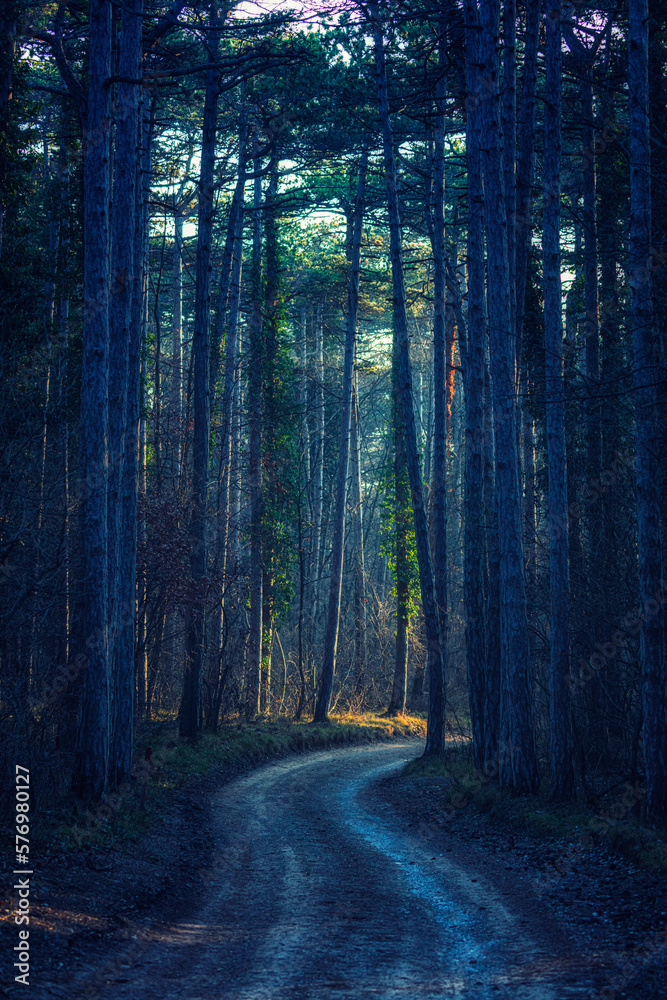 Fototapeta premium path in green forest