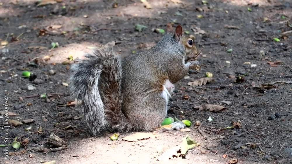 Close up shot of a cute little squirrel eating some acorns on the ground Close up shot of a cute little squirrel eating some acorns on the ground