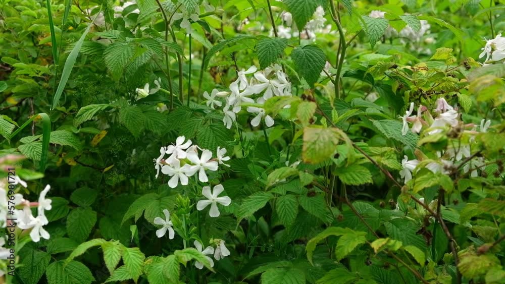 Rubus rosifolius, rosaefolius, known as roseleaf bramble, Mauritius