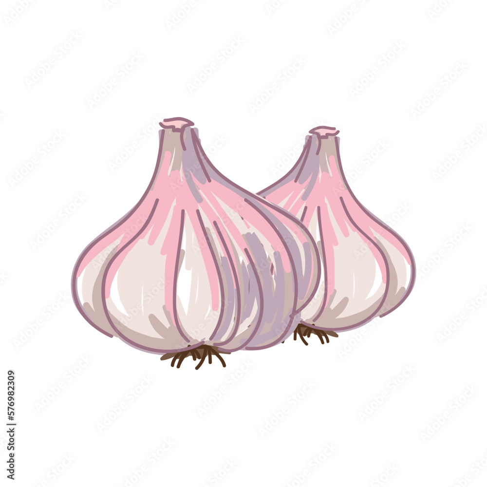 garlic isolated on white vector illustration