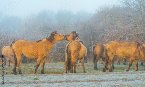 Horses in a grassy frozen green white field along a foggy lake in sunlight at sunrise in winter  Almere  Flevoland  The Netherlands  March 1  2023