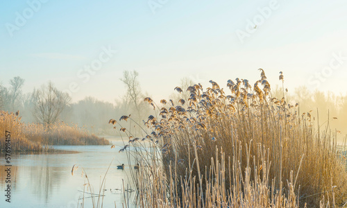 Fototapeta Naklejka Na Ścianę i Meble -  Reed along the edge of a frozen foggy lake in sunlight at sunrise in winter, Almere, Flevoland, The Netherlands, March 1, 2023