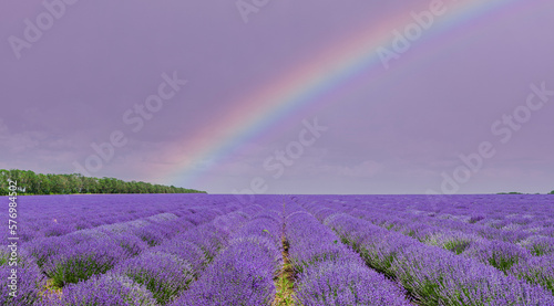 Lavendelfeld in voller Blüte mit Regenbogen