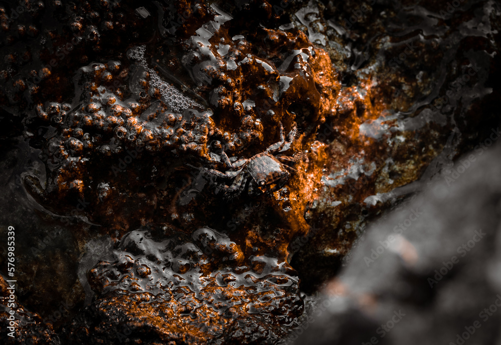 little crab camouflage with the environment 