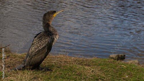 Kormoran nad woda Irlandia Arklow photo