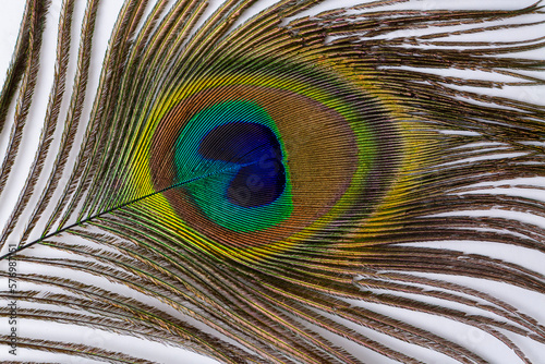 Colorful and Artistic Peacock Feathers. This is a macro photo of the arrangement of bright peacock feathers.
